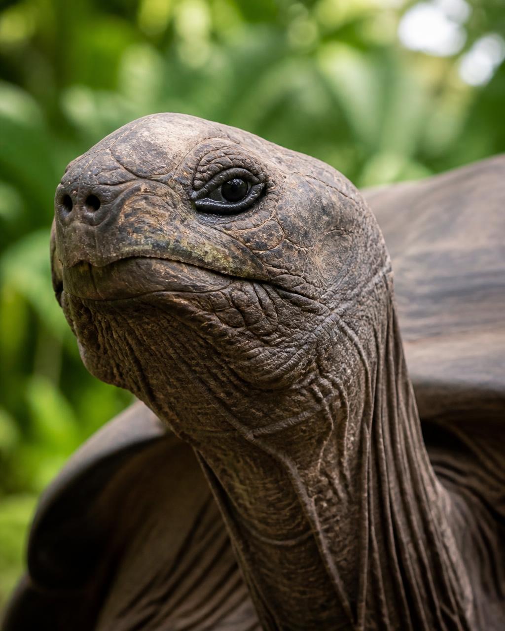 Aldabra giant tortoise in the Seychelles